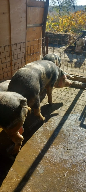 Vând porci de carne sută la sută bio  - imagine 2
