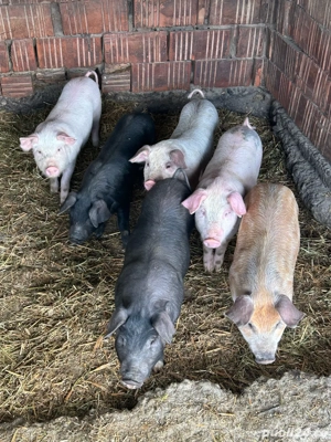 vand purcei  - imagine 3