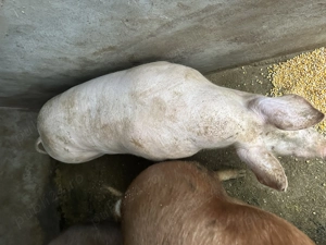 Vând porci rasa pietrain și duroc - imagine 4