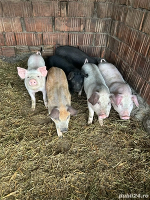 vand purcei  - imagine 5