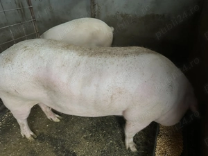 Vând porci rasa pietrain și duroc - imagine 3