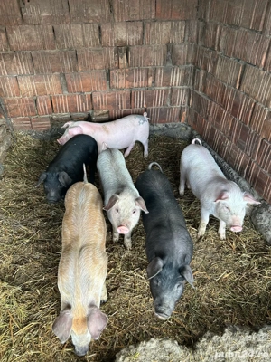 vand purcei  - imagine 2