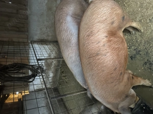 Vând porci rasa pietrain și duroc - imagine 5