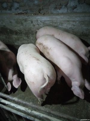 porci intre 100-120 kg - imagine 5