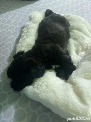 ultima fetita shih tzu se da la o familie iubitoare si pretul este redus daca aveti copii! 