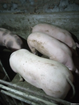 porci intre 100-120 kg - imagine 2