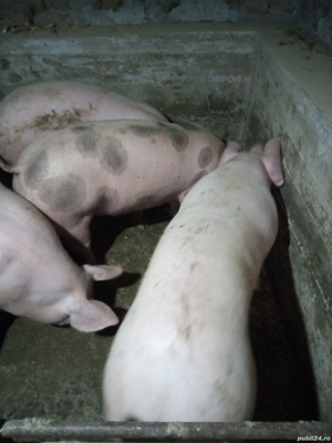 porci intre 100-120 kg - imagine 4