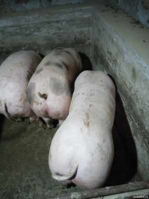 porci intre 100-120 kg