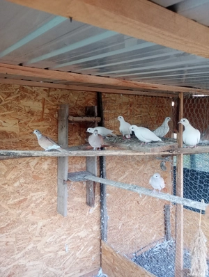 Turturele rizătoare . - imagine 2