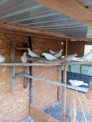 Turturele rizătoare . - imagine 3