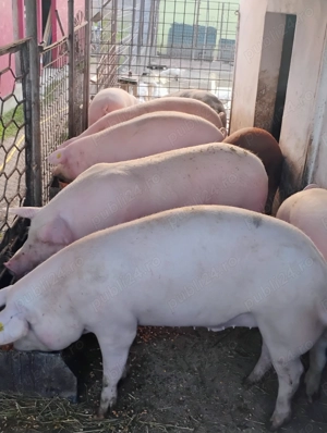 Vînd Porci  de carne BIo ,