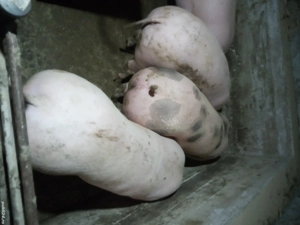 porci intre 100-120 kg - imagine 3