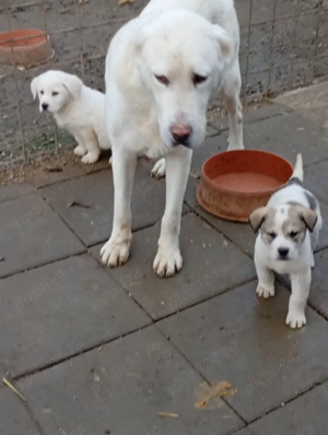 Vând căței de Asia Centrală  - imagine 5