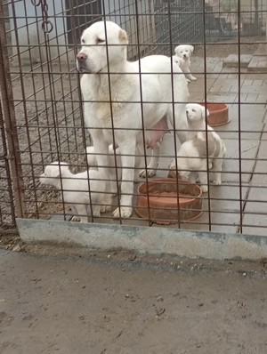 Vând căței de Asia Centrală  - imagine 4