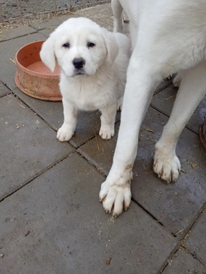 Vând căței de Asia Centrală  - imagine 2