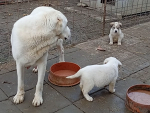 Vând căței de Asia Centrală  - imagine 3