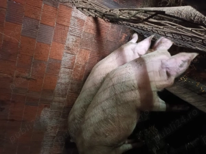 Vand un porc la alegere din 4  - imagine 5