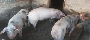 Vând porci - imagine 2