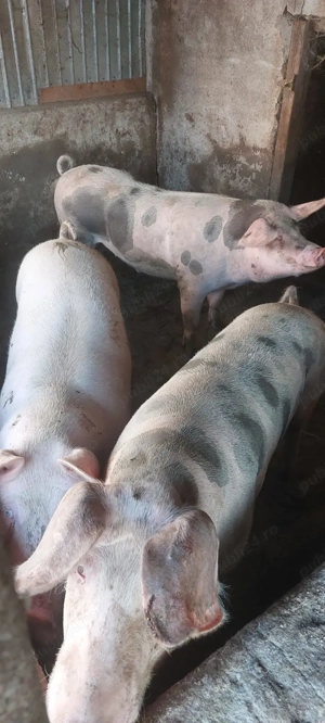 Vând porci - imagine 4