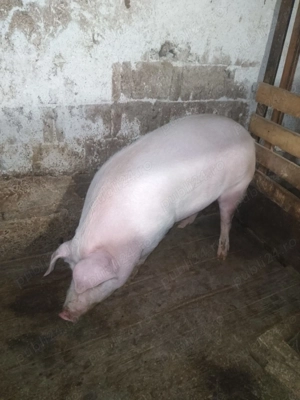 Porc de casa  - imagine 4