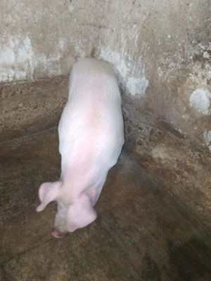 Porc de casa  - imagine 2