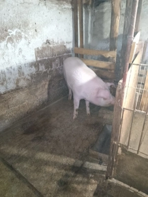 Porc de casa  - imagine 5