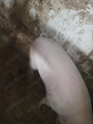 Porc de casa  - imagine 3
