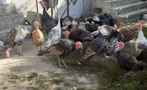 Curci de vânzare - imagine 2