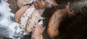 Vând purcei - imagine 3