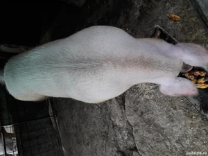 Porc de vanzare - imagine 2