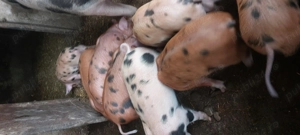 Vând purcei - imagine 2