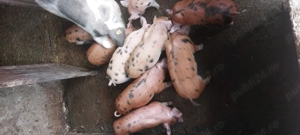 Vând purcei - imagine 4