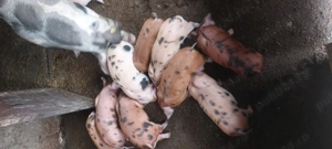 Vând purcei - imagine 5