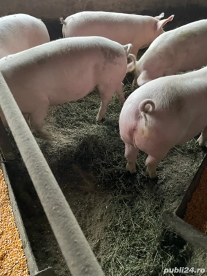 porci de vanzare !