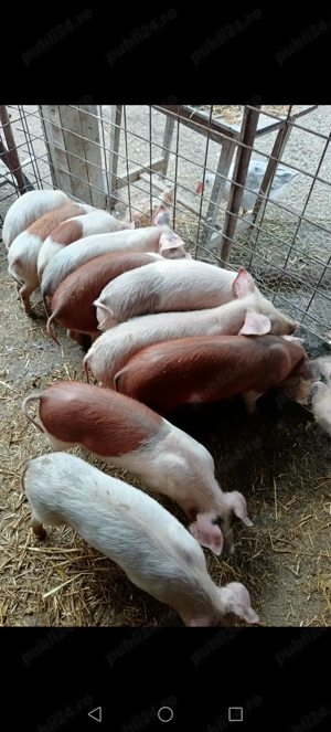 Vând 8 purcei rasa duroc ințărcați - imagine 3