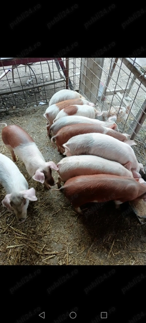 Vând 8 purcei rasa duroc ințărcați - imagine 2