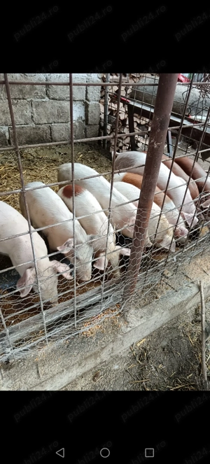 Vând 8 purcei rasa duroc ințărcați - imagine 4