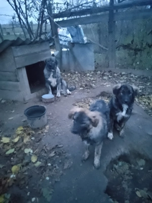 Căței caucazian frumoși  - imagine 2