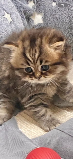 Motănel Scottish Straight Longhair,lipicios și torcacios.