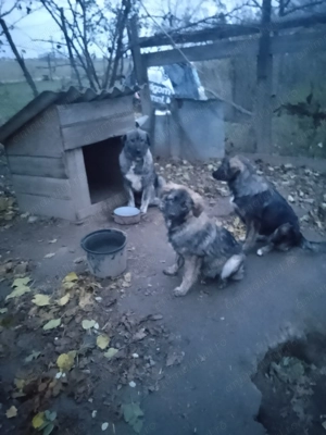 Căței caucazian frumoși  - imagine 3