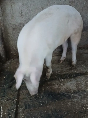 Vând 3 porci - imagine 2