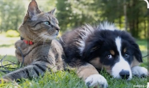 ofer servicii de DOG sitter si CAT sitter