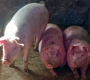 Porci pentru  crăciun de tara 