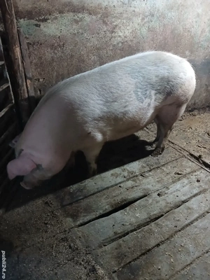 Vând 3 porci - imagine 4