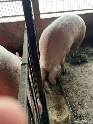 porcii de vanzare ! 