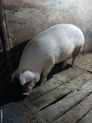 Vând 3 porci - imagine 3