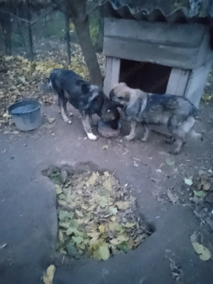 Căței caucazian frumoși  - imagine 4