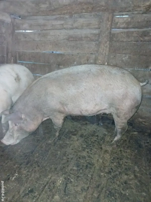 Vând 3 porci - imagine 5