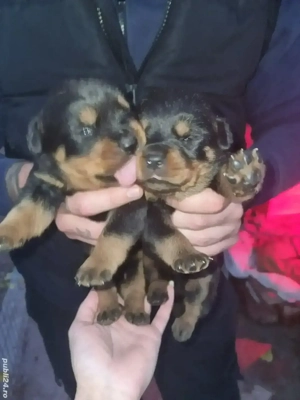 Vand puiuți rasa Rottweiler  - imagine 2