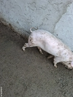 Vand scroafe - imagine 2